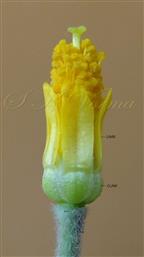  Flower with calyx removed